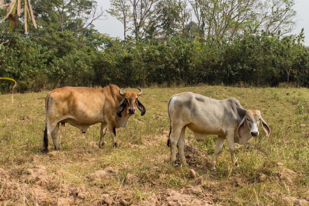 Тайская корова