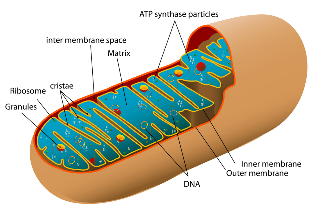 mitochondrion