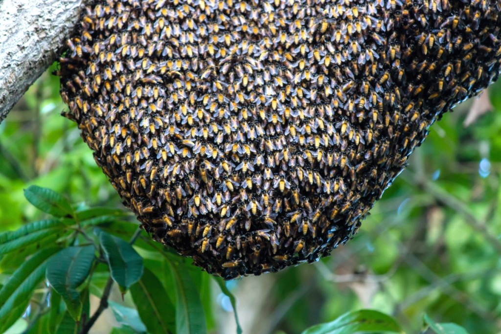 Пчелы в Таиланде